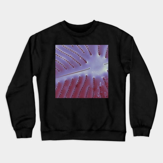 Diatom - Placoneis in SEM (internal, metallic) Crewneck Sweatshirt by DiatomsATTACK